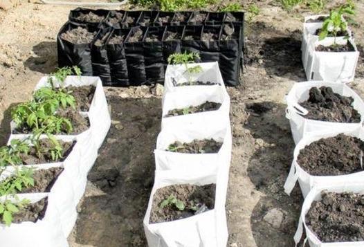 没用的麻袋别再随手丢了，拿它当盆养花，一下子收获3大优势