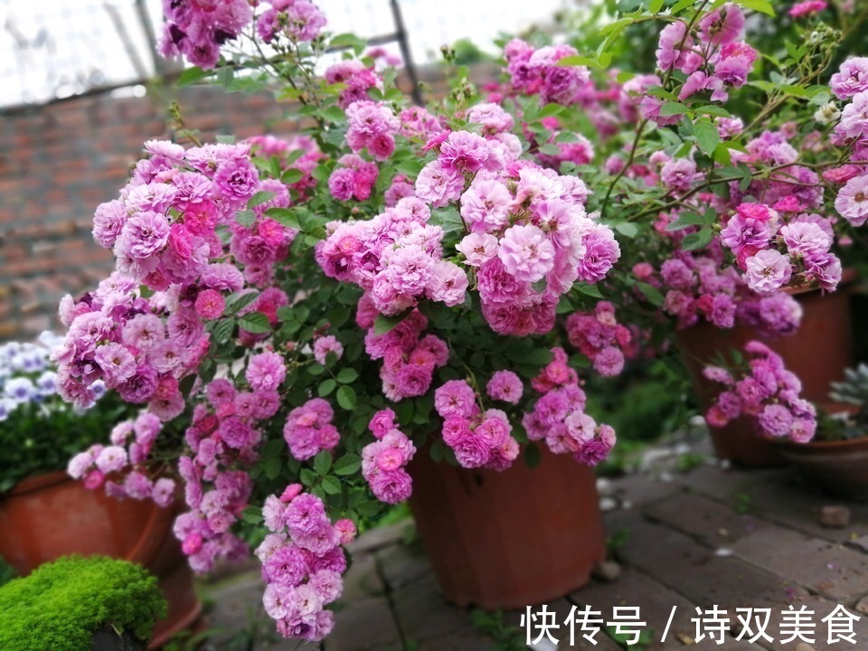 养花就怕“生虫子”，平时浇水加点“它”，杀菌灭虫，放心养花