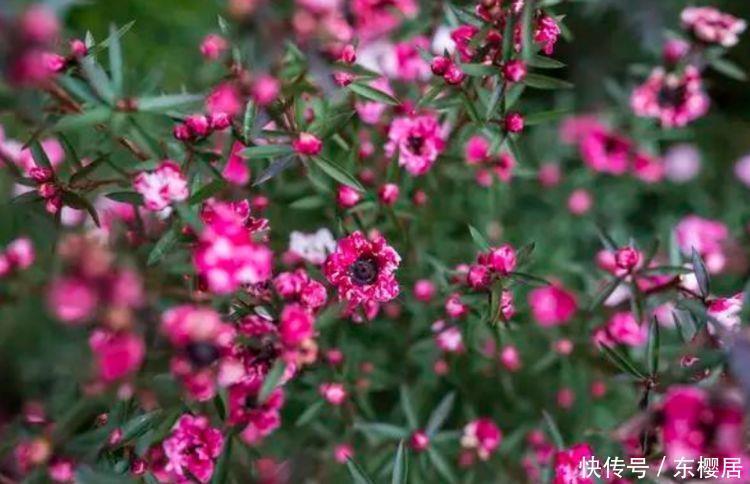 4种花被称为开花劳模，365天开花不断，花朵烂漫迷人