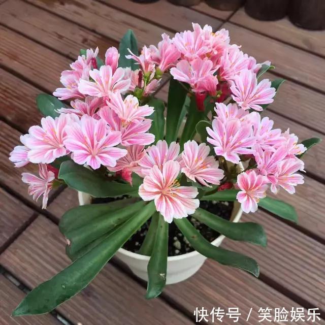 长寿花|这花像长寿花一样好养,全年不间断的开花,太美了