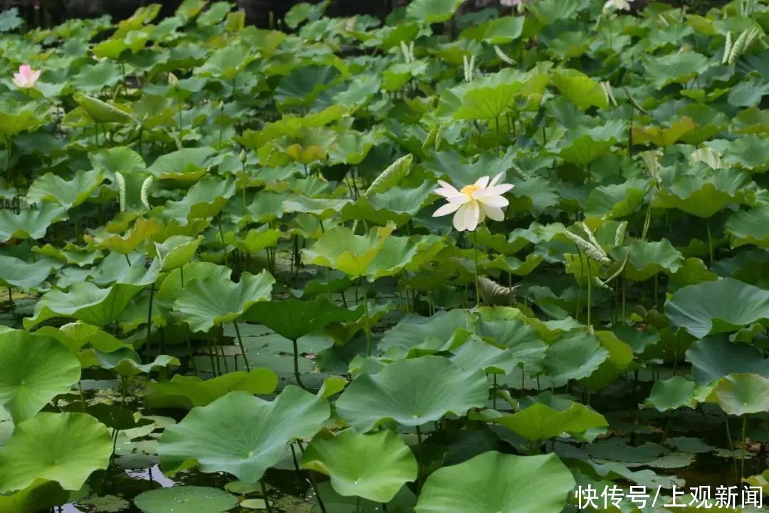 领衔|广大“荷粉”，古猗园首批塘栽荷花“领衔”盛放啦