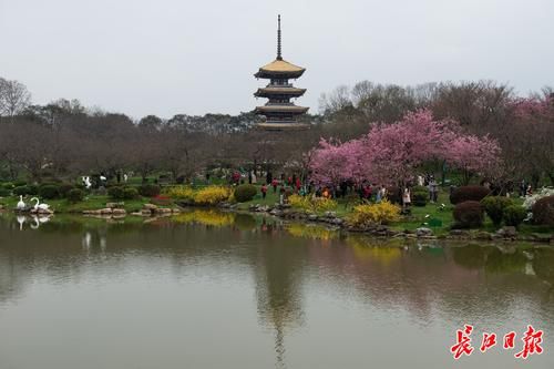 中年|援鄂抗疫英雄和全国游客，请来湖北赏花踏春