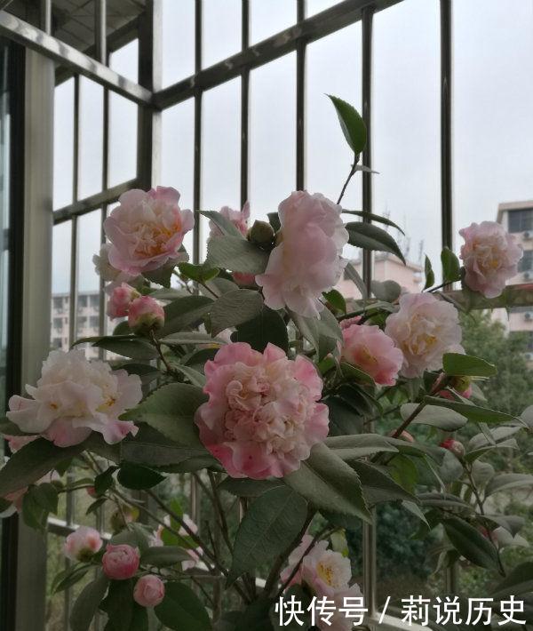 这几款小花,便宜又好养,花开美观又大气,花色艳丽灿烂无双