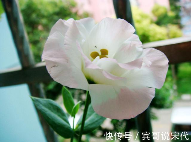超漂亮的几款花卉,沾土就活,给点阳台就灿烂,好养易活