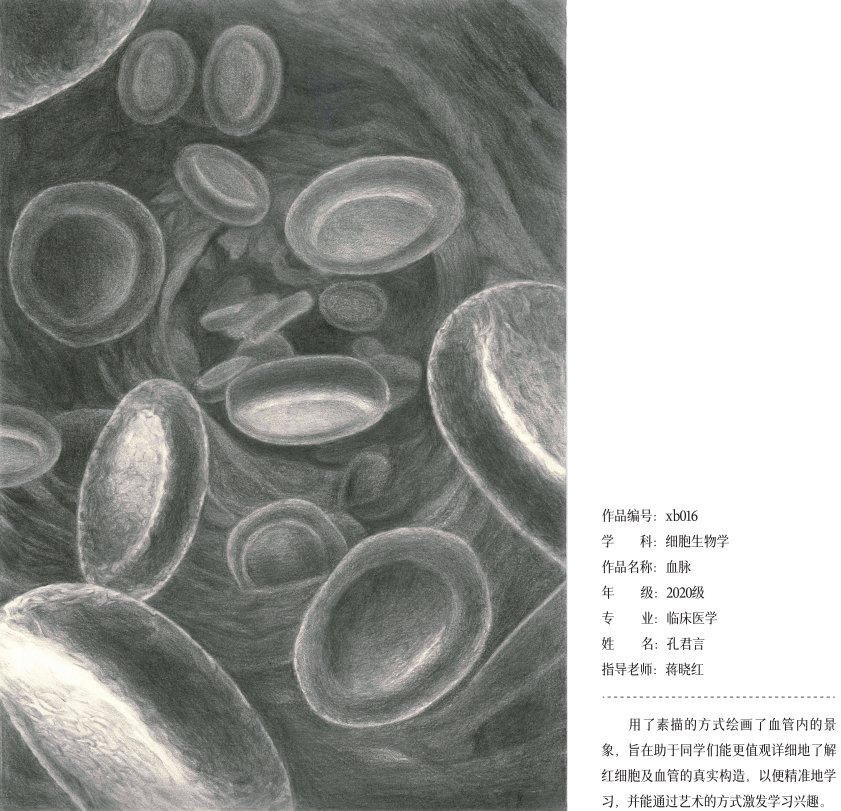 绘图@“医”笔生花！遵医学子医学绘图作品欣赏（6）