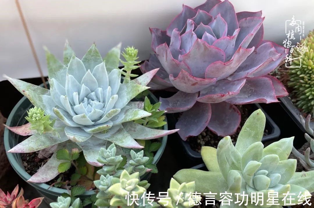 最美四月天,去杨姐的屋顶花园,赴一场花约!