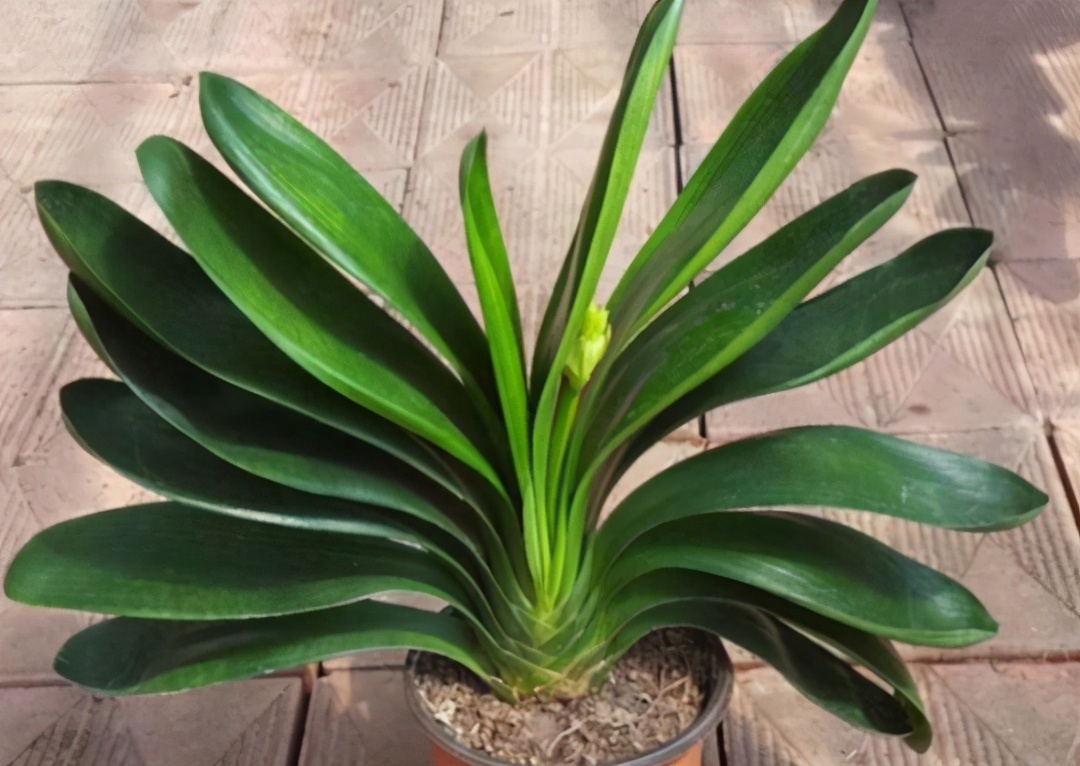 烂根干根|君子兰换盆要选对时间，最佳时期是现在，要掌握技巧，别盲目操作