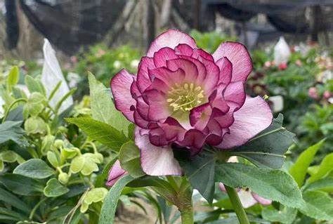 养花试试这几款,能在雪中盛开是花卉市场上非常受欢迎的花