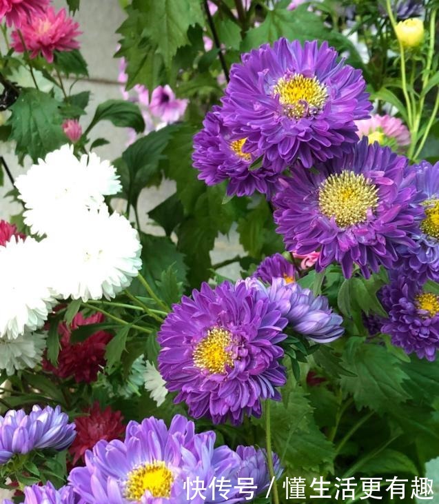 比月季还美的花,开花一大把,秋天正是欣赏季节!