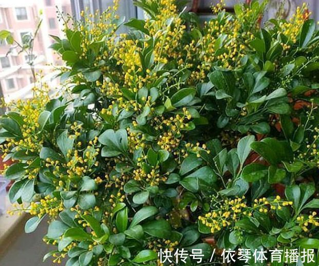 这些小植物，家里随便养一盆，花美色艳，花苞芳香怡人，观赏性强