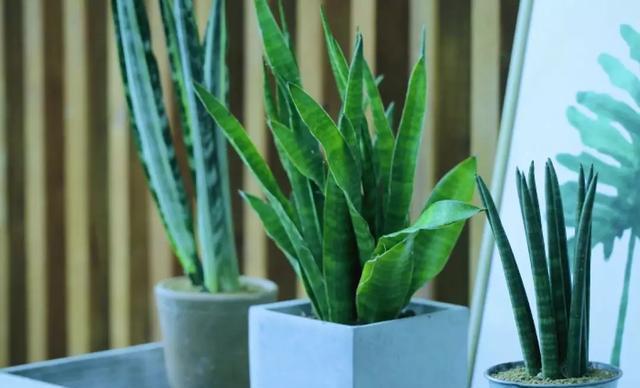 不喜欢也要养的4种花,放在家中净化空气,吸附灰尘