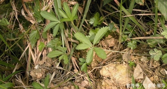 中年|个头矮小, 还看似不起眼, 却是“刀伤”的良药, 见到请珍惜
