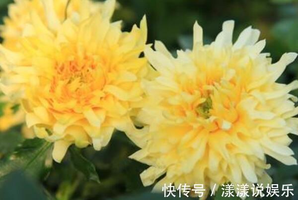 品种|喜好养花不妨选“它”开花似菊花,花朵小巧微卷,可爱能盆栽