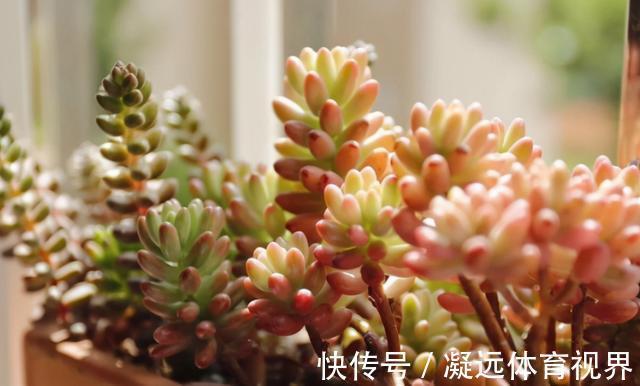 养多肉浇水记住3句“口诀”,叶片“胖乎乎”,养出漂亮状态