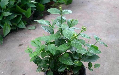 只要掌握这3点,就能让你的盆栽茉莉多开花、花更香,以后不愁没花看