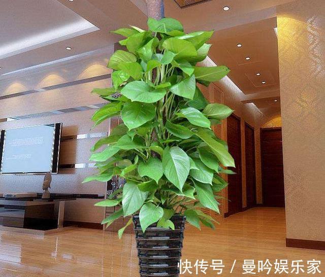 绿萝养烦了那就养大叶绿萝,叶子巴掌大,绿的像打蜡,特好养