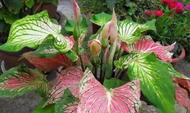 4种花很耐养,沾土就能活,越懒养长得越好,给点阳光就爆盆!