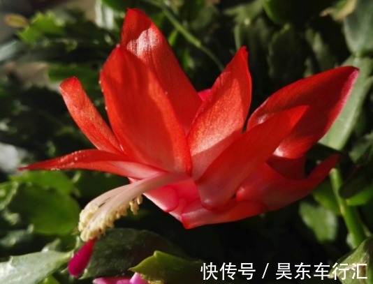 能为家中添“好运”的3种花，新的一年迎好运，家中万事兴旺