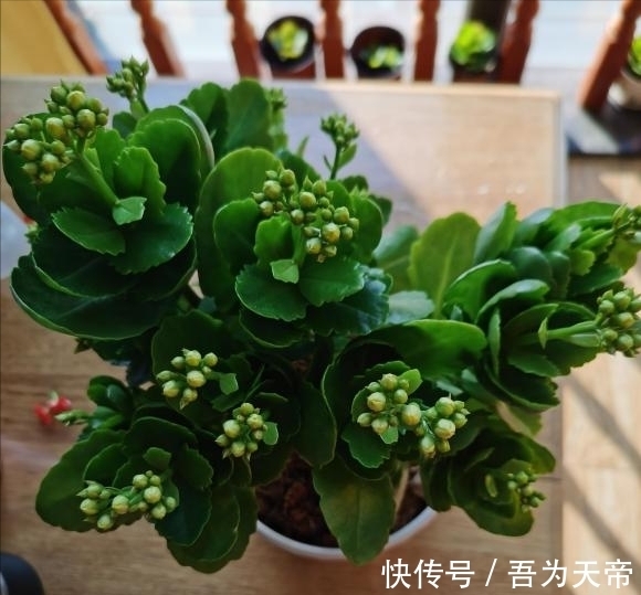 花盆|长寿花有“4喜3怕”,避开小坑,快速开花一大片,太省心了