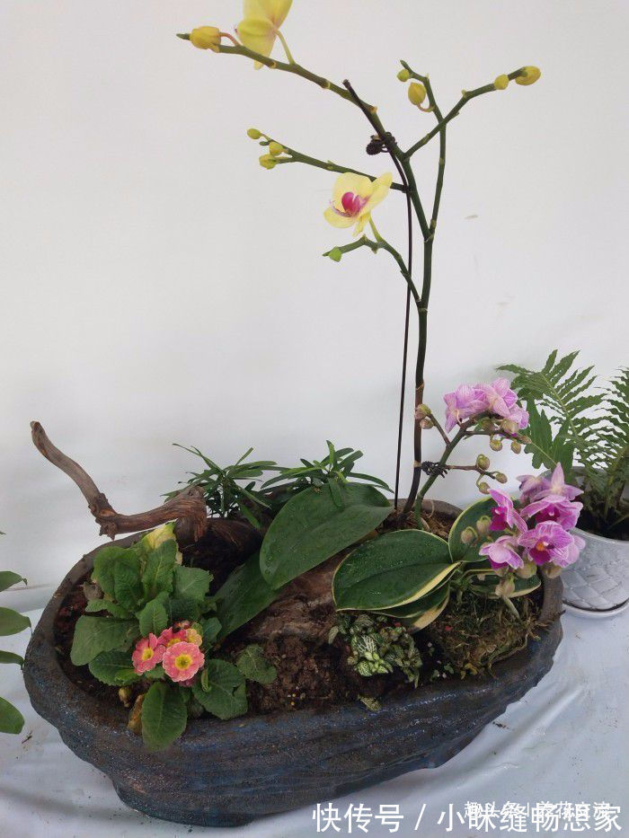 养护国兰和洋兰的几个基本技巧，学会浇水，盆栽养窗台边就好活