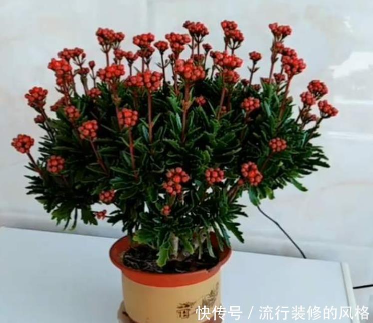 长寿花品种太多,每个品种插一棵,掌握技巧养1年,开成长寿花树