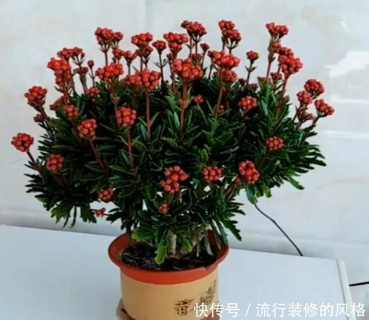 长寿花品种太多，每个品种插一棵，掌握技巧养1年，开成长寿花树