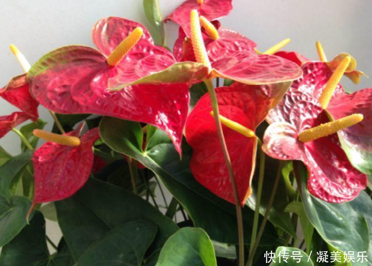 家养这些植物,阳台开出花海,花色繁多易爆盆,娇艳欲滴