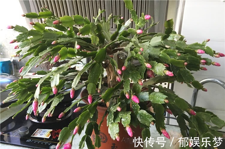 养蟹爪兰,3个小动作,蟹爪兰疯狂冒花苞,爆开满树花!