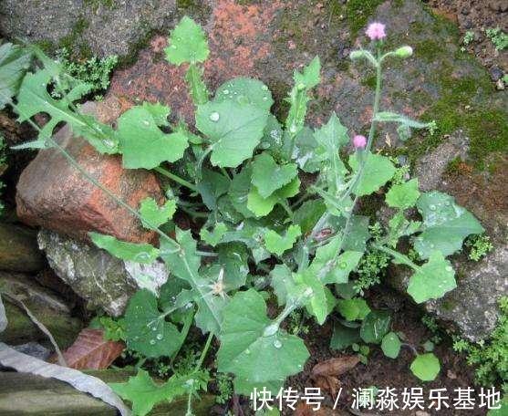 草药|2种农村不起眼的野草,既是野菜,又是治病草药,不知道太可惜了