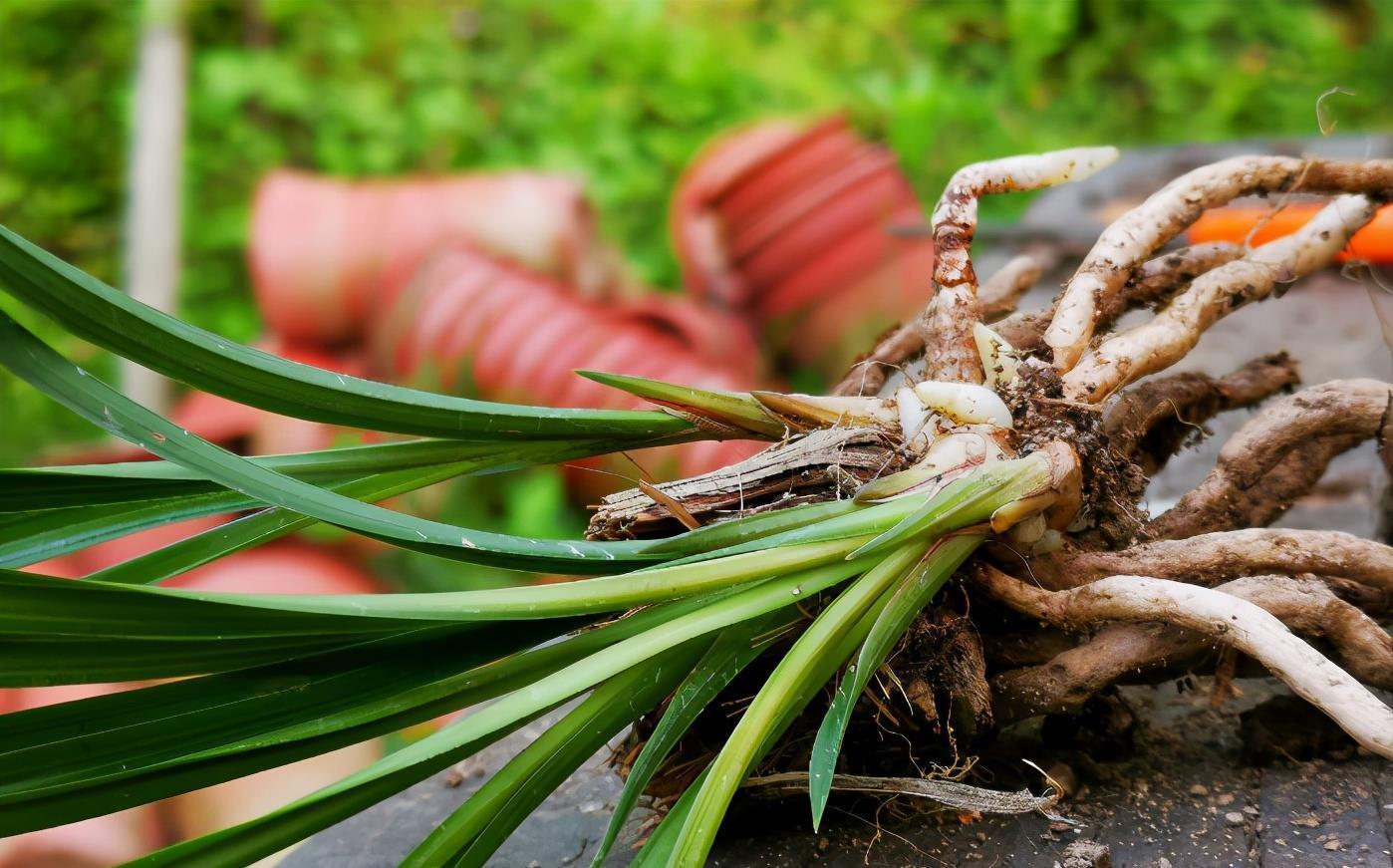 花友|养兰花,怎么让植株不烂芽、招虫生病?