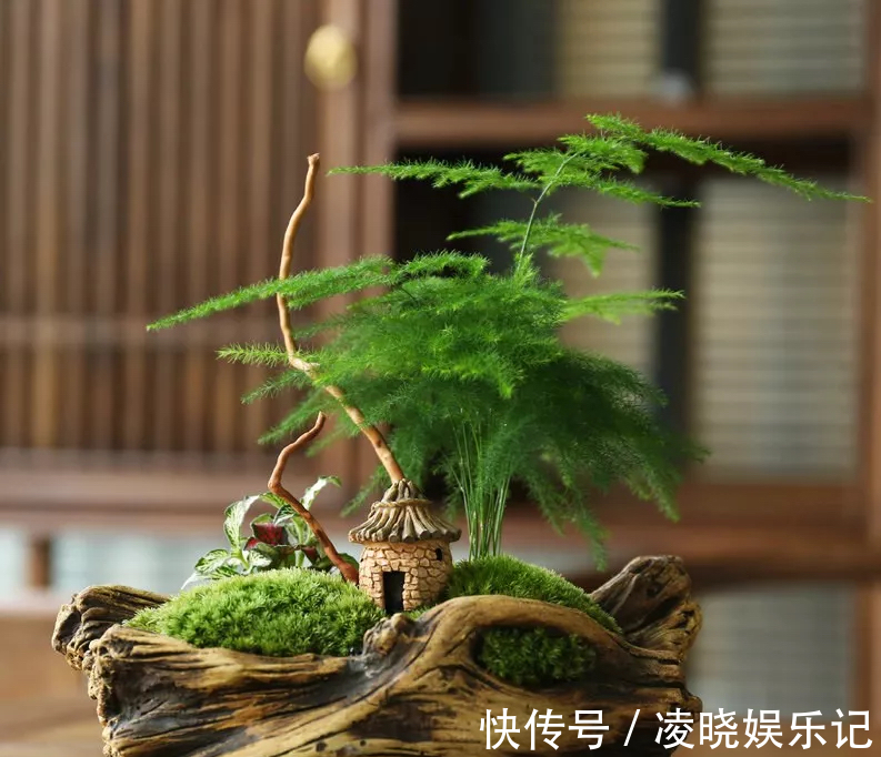 散尾葵|12种“健康花”,家里没太阳,照样长爆盆,贵气漂亮,旺家又养人