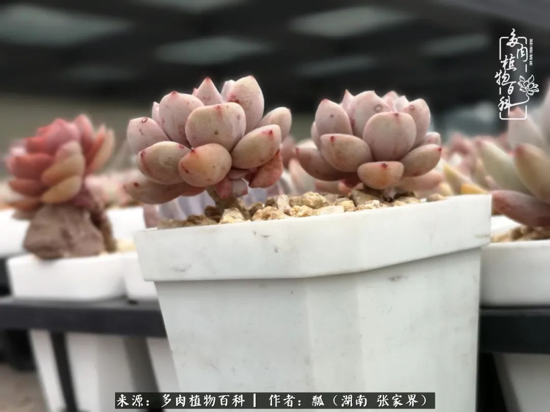 干货新手在多肉的选购、配土、上盆、养护环节走过的误区!