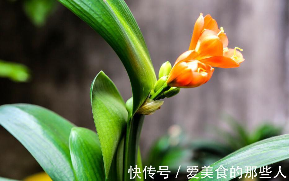 君子兰一般几月开花