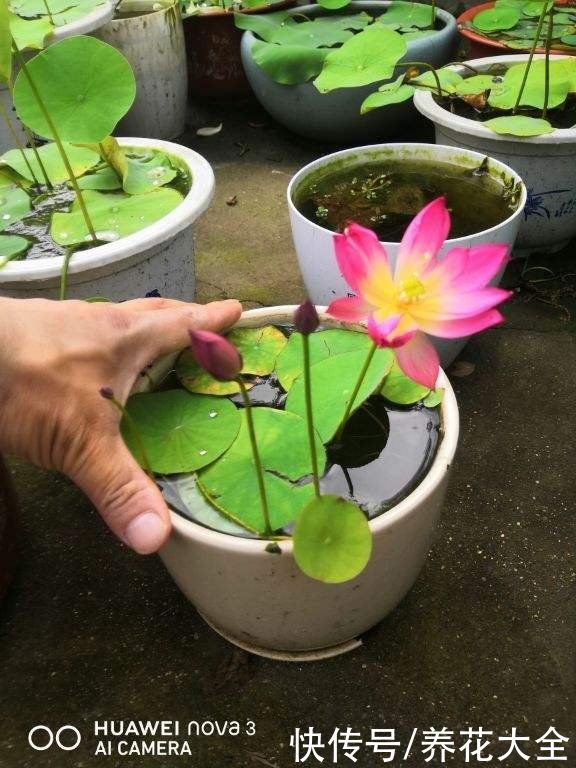 在家养盆护“迷你花”，花朵只有手心大，越养越喜欢