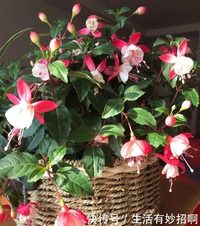 10种花,春天不能晒,躲屋里最安全!10种花,春天不能晒,躲屋里最安全!