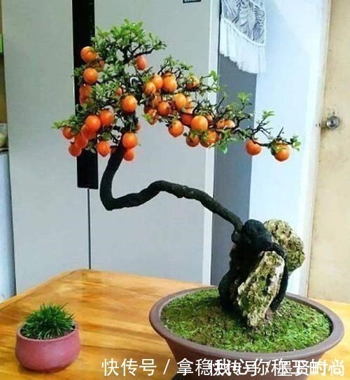 2种名贵的盆景树,观赏性高价值不菲,能养的家庭不一般!