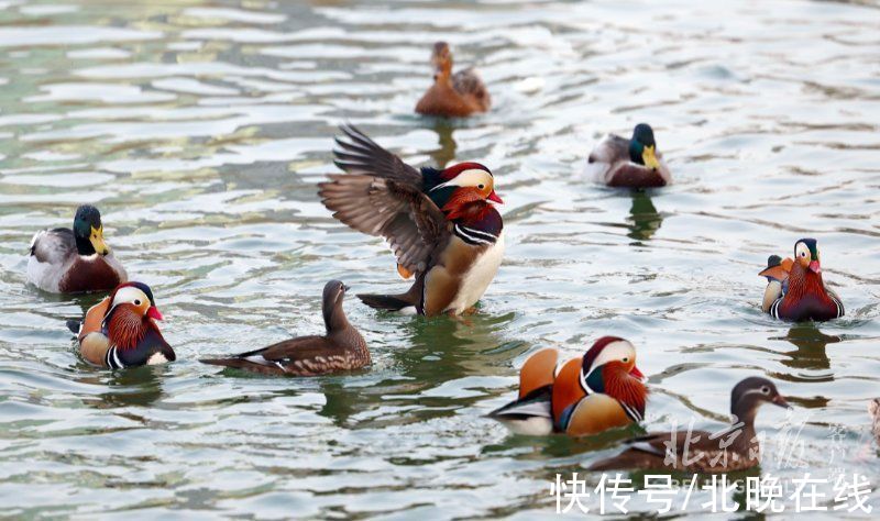 同池|冬日美景！一大波鸳鸯飞抵龙潭湖，和野鸭同池嬉戏真热闹