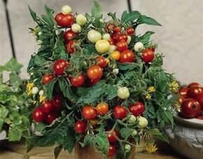  无花果|此几种水果别买了，在花盆就能种，几个月就挂满果，一摘一箩筐