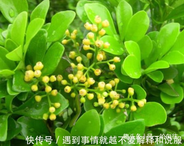 此花花小如米,金黄绚烂的花朵散发着诱人的芳香,令人心旷神怡