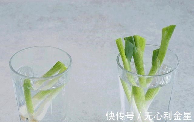 葱花、蒜末、姜末、香菜、韭菜，到底该如何保存！