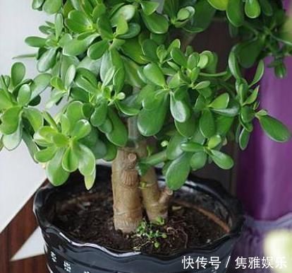 养花土壤板结,三种“玩意儿”丢盆里,土又好又肥,再也不板结了