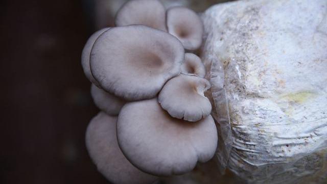 放射治疗|甲状腺结节患者,若爱吃三物,或能化瘀散结,身体逐渐好转