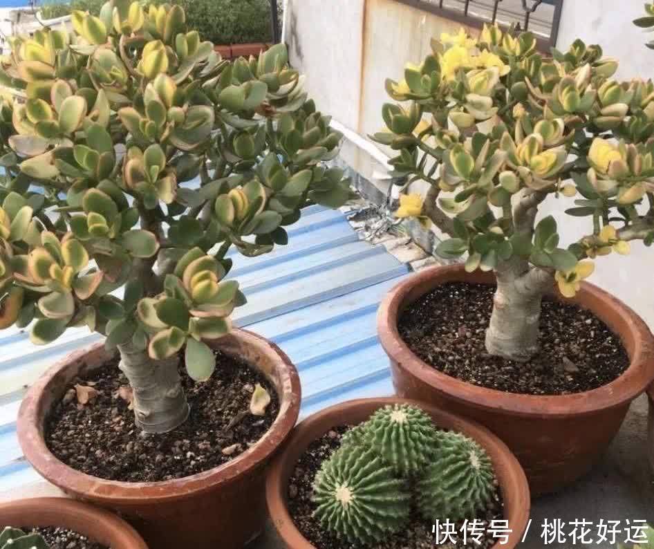 鸡蛋壳|家里4种不起眼的东西拿来养花,土壤更疏松,花花长得更快更好