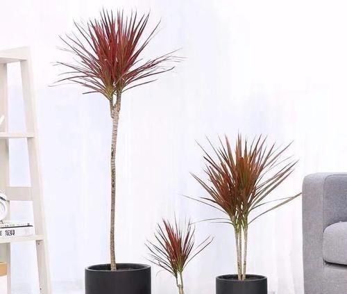 三种“吸毒花”，个个都是吉祥花，家里养一盆，呵护全家健康