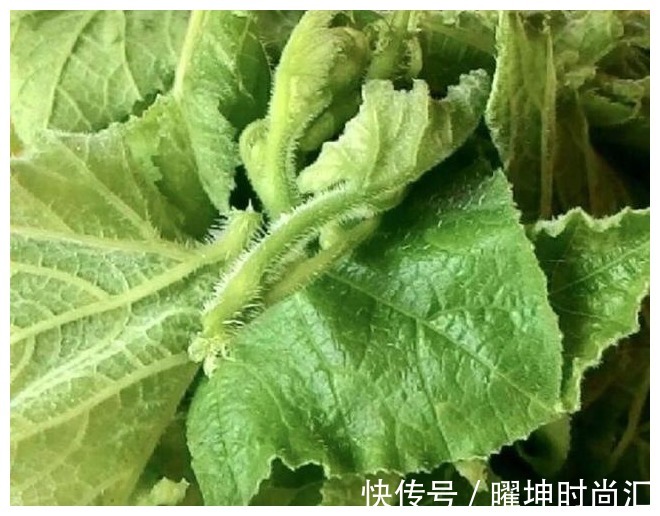 夏天|“天然止泻药”被找到，农村遍地是，消炎止泻，助你轻松过夏天