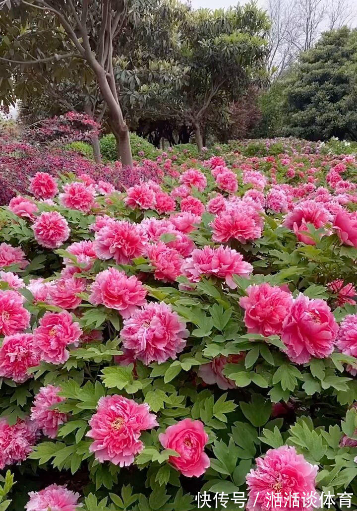 6种“硬气花”，冬天赶紧“扔出去”，冻一冻才壮，开花更劲爆