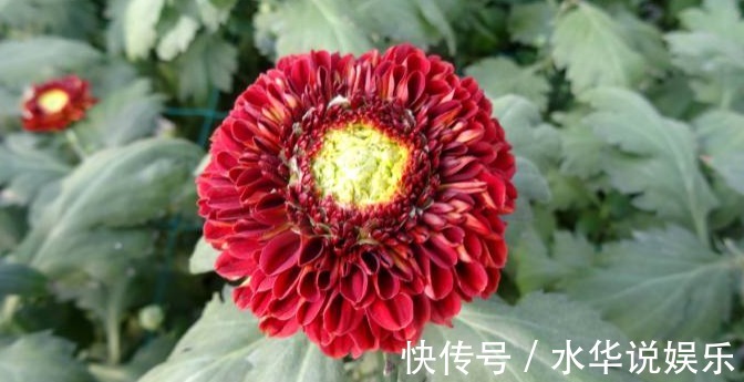 菊花展|喜欢菊花，不如养盆优良名菊‘乒乓菊’淡雅秀丽，清新之美！