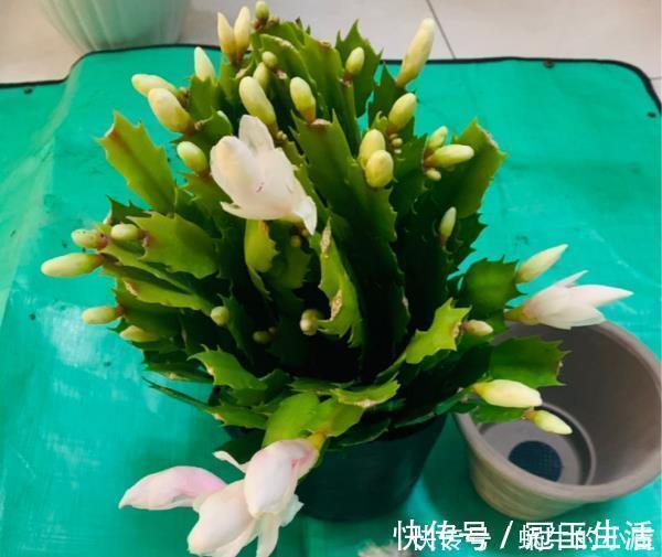 花苞|养花技巧：蟹爪兰一片叶子，蹿出10个花苞，给它喂啥好东西了
