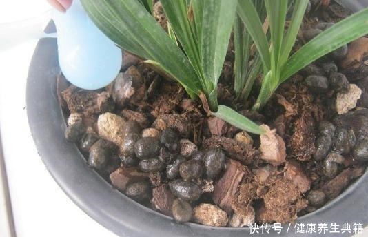 盆栽放阳台,别踩这4个“雷区”,否则耷拉、黄叶,死给你看!