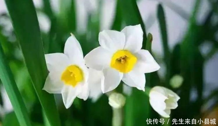 香气四溢的几款花卉,全年开花不停,养在家中香飘满屋